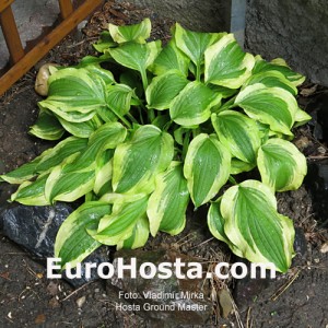 Hosta Ground Master - Eurohosta