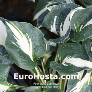 Hosta Half and Half - Eurohosta