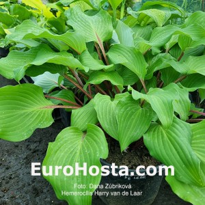 Hosta Harry van de Laar - Eurohosta