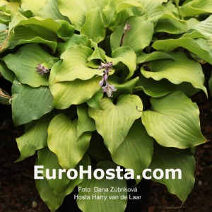 Hosta Harry van de Laar - Eurohosta