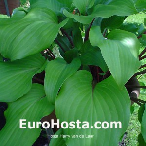 Hosta Harry van de Laar - Eurohosta