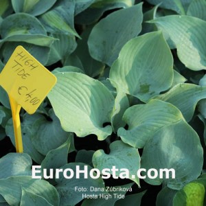 Hosta High Tide - Eurohosta