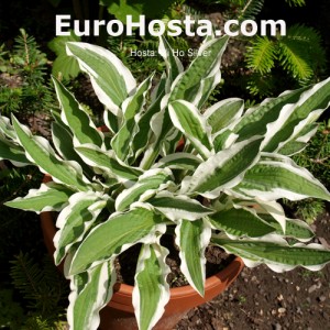 Hosta Hi Ho Silver - Eurohosta