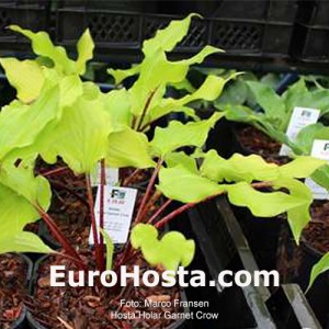 Hosta Holar Garnet Crow