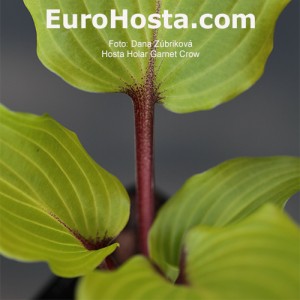 Hosta Holar Garnet Crow