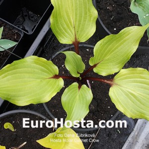 Hosta Holar Garnet Crow