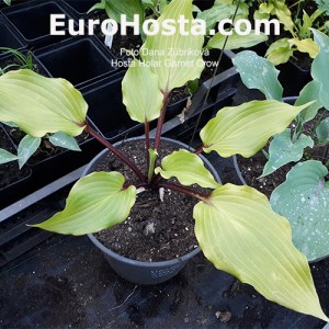 Hosta Holar Garnet Crow