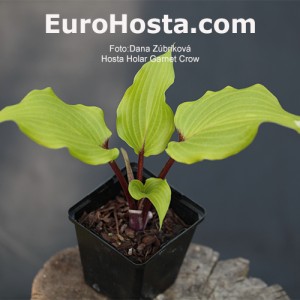 Hosta Holar Garnet Crow