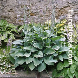 Hosta Krossa Regal - Eurohosta