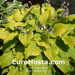 Hosta Lakeside Cha Cha - Eurohosta