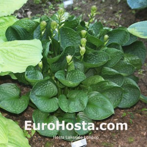 Hosta Lakeside Lollipop - Eurohosta