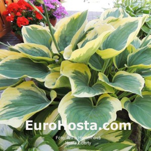 Hosta Liberty - Eurohosta