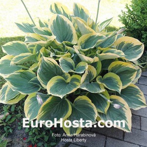 Hosta Liberty - Eurohosta