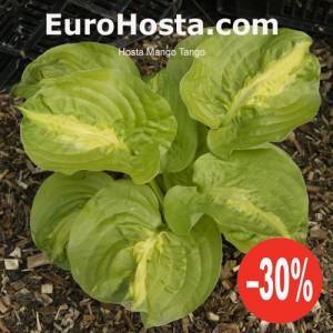 Hosta Mango Tango - Eurohosta