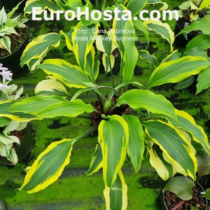 Hosta Monkey Business