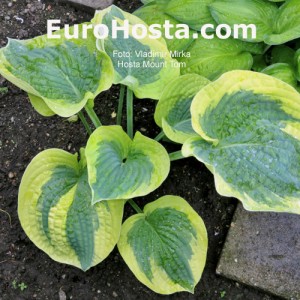 Hosta Mount Tom - Eurohosta