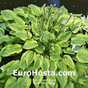 Hosta Parky's Prize - Eurohosta