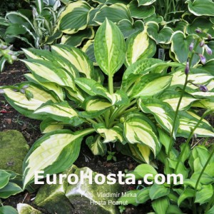 Hosta-Peanut-Eurohosta 