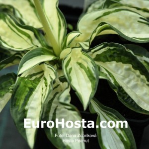 Hosta-Peanut-Eurohosta 