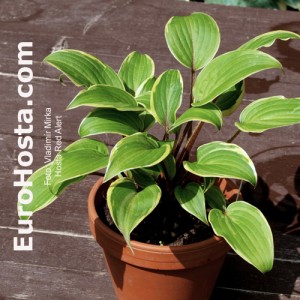 Hosta-Red-Alert-Eurohosta