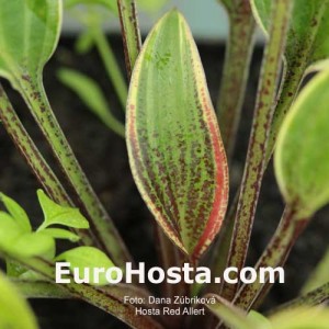 Hosta-Red-Alert-Eurohosta