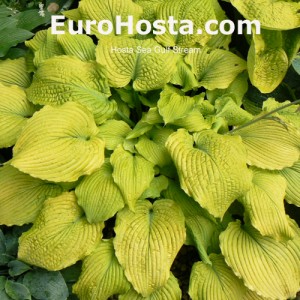 Hosta Sea Gulf Stream - Eurohosta