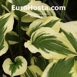 Hosta Silk Road - Eurohosta