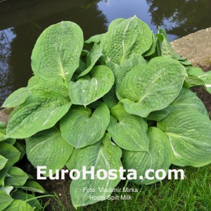 Hosta Spilt Milk - Eurohosta