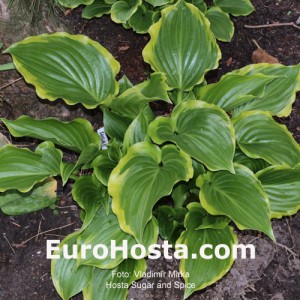 Hosta Sugar and Spice - Eurohosta