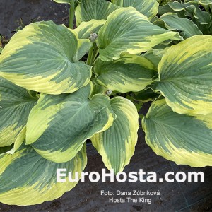 Hosta The King - Eurohosta