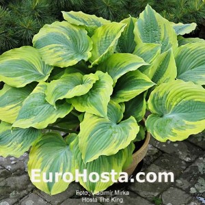 Hosta The King