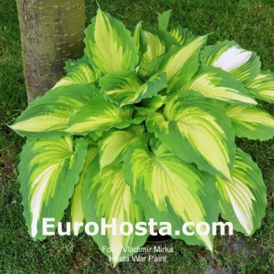 Hosta War Paint - Eurohosta