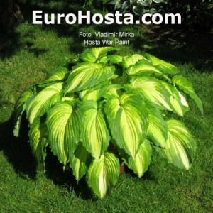 Hosta War Paint - Eurohosta