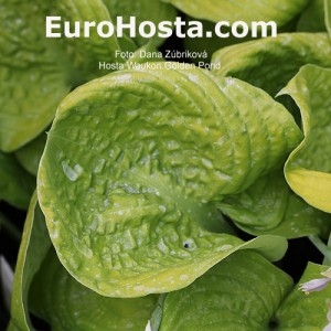 Hosta-Waukon-Golden-Pond-Eurohosta