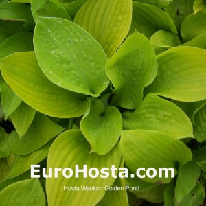 Hosta-Waukon-Golden-Pond-Eurohosta