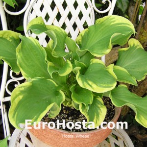 Hosta Wheee! - Eurohosta