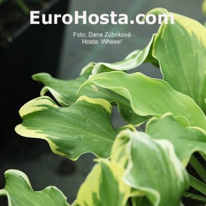 Hosta Wheee! - Eurohosta