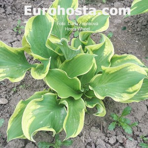 Hosta Wheee! - Eurohosta