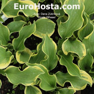 Hosta Wheee! - Eurohosta