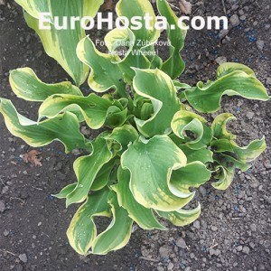 Hosta Wheee! - Eurohosta