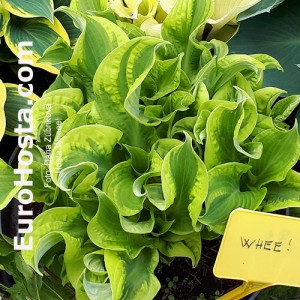 Hosta Wheee! - Eurohosta