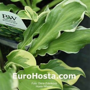 Hosta Wheee! - Eurohosta