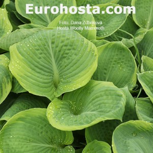 Hosta Woolly Mammoth - Eurohosta