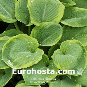 Hosta Woolly Mammoth - Eurohosta