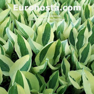 Hosta Yellow Polka Dot Bikiny - Eurohosta