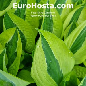 Hosta Yellow Polka Dot Bikiny - Eurohosta
