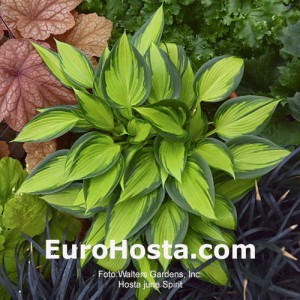 Hosta June Spirit - Eurohosta