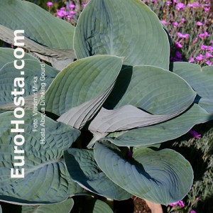 Hosta Abiqua Drinking Gourd - Eurohosta