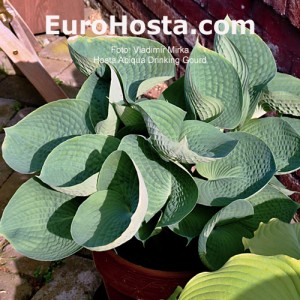 Hosta Abiqua Drinking Gourd - Eurohosta