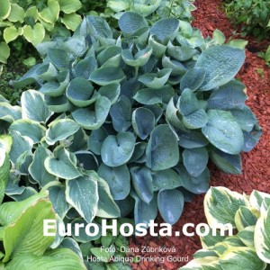 Hosta Abiqua Drinking Gourd - Eurohosta